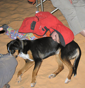 Wstentauglich - Expedition durch die Wste - Foto034 - Zwei haben sich gefunden