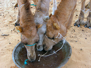 Wstentauglich - Sahara Dnen, Oasen und Sand - Foto044 - Schlrf