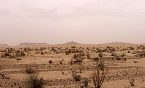 Wstentauglich - Sahara Dnen, Oasen und Sand - Foto047 -